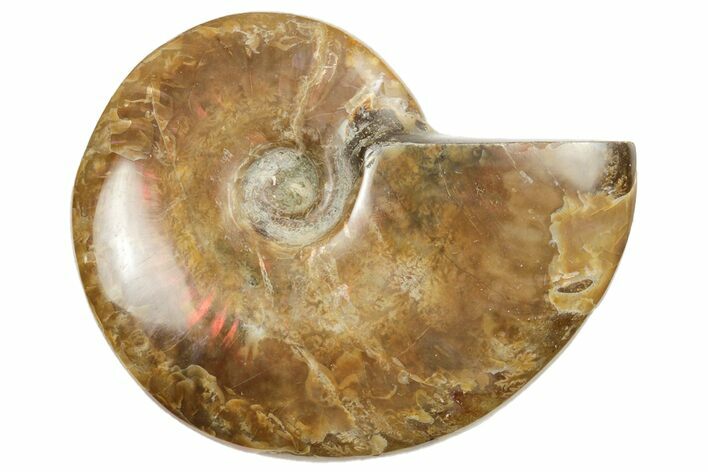 Red Flash Ammonite Fossil - Madagascar #187316